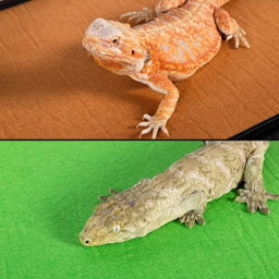 Mat Reversable Trop/Desert 