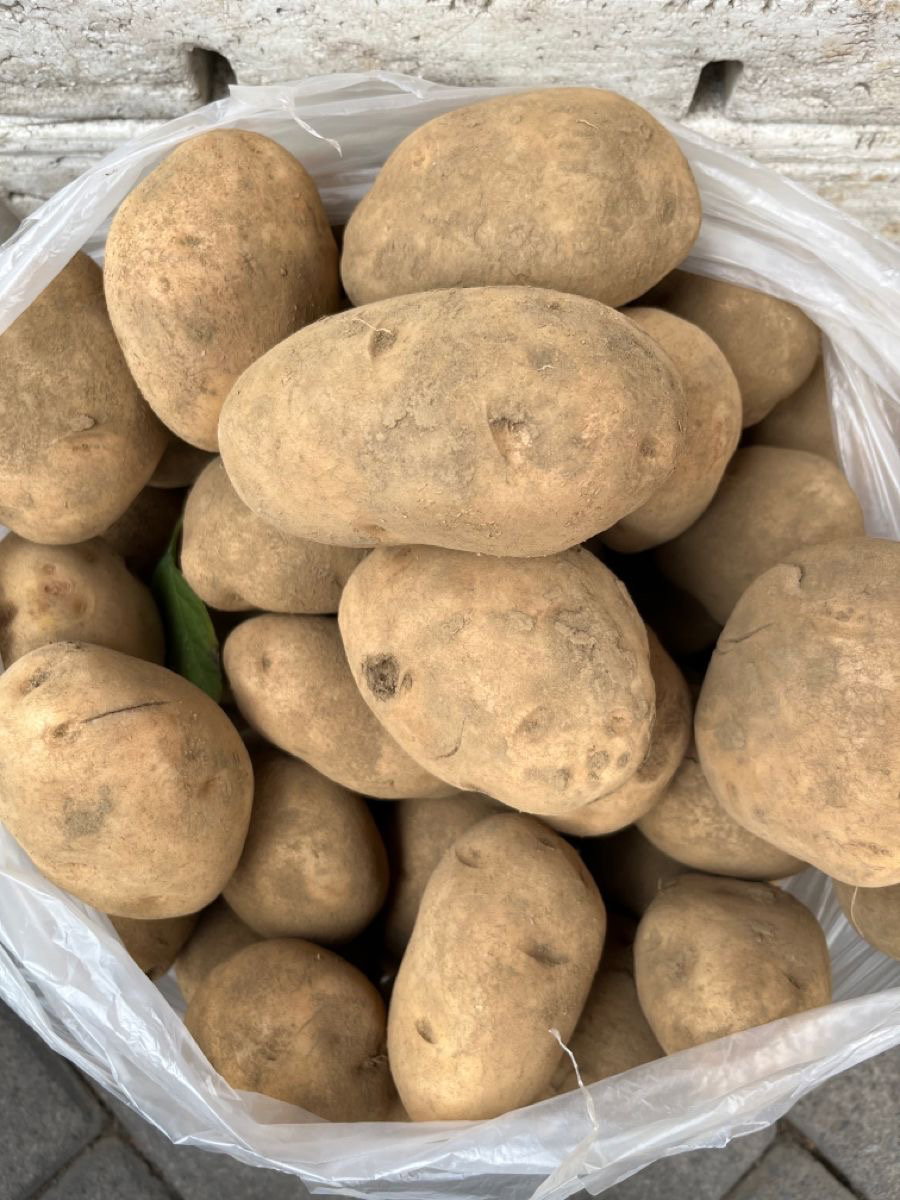 Sweet potato _0