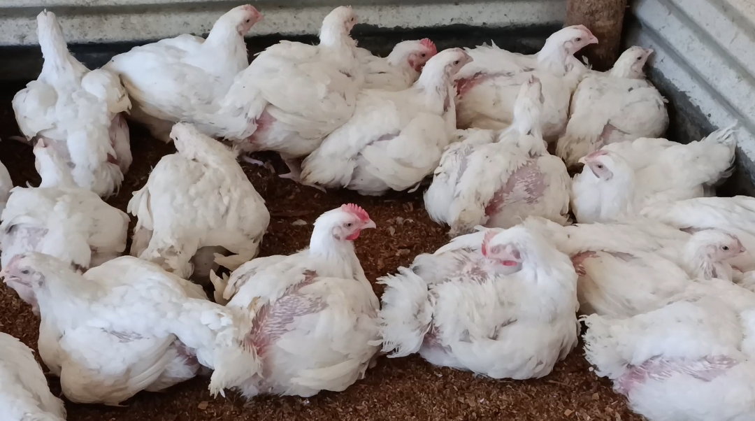 Live broiler chickens _0