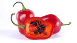 🌶ROCOTO CHILLI 🌶 x 10+ organic seeds