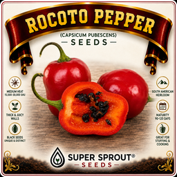 🌶ROCOTO CHILLI 🌶 x 10+ organic seeds