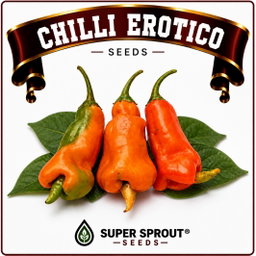 EROTICO CHILLI PEPPER  X 10+ organic seeds