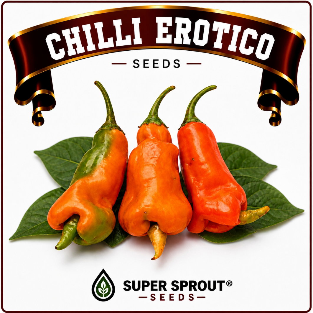 EROTICO CHILLI PEPPER  X 10+ organic seeds
