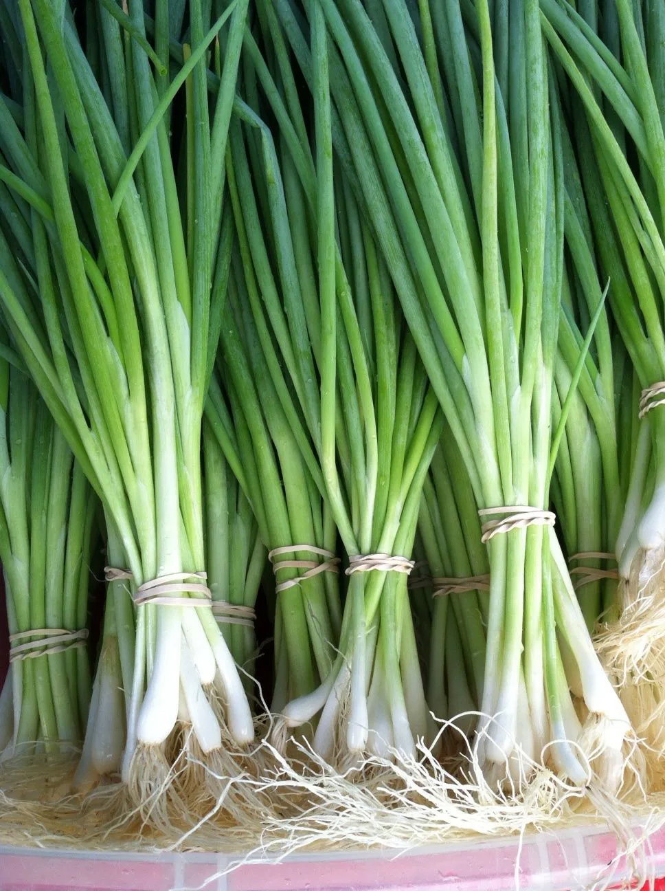 Spring Onions _0