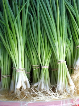 Spring Onions 