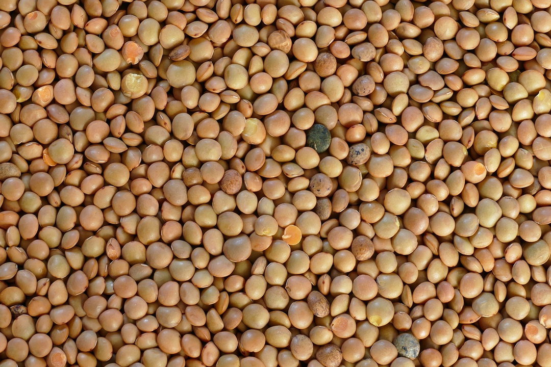 Lenteja x100g