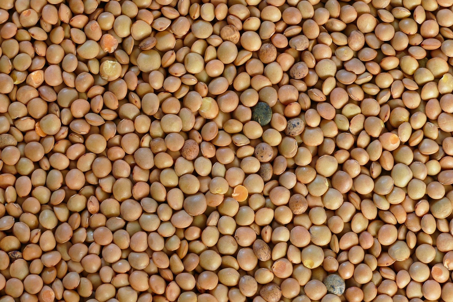 Lenteja x100g
