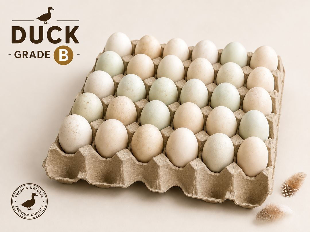 Duck Egg(B)