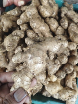 Jahe Gajah