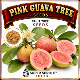 🌳PINK GUAVA TREE🌳 x 10 seeds