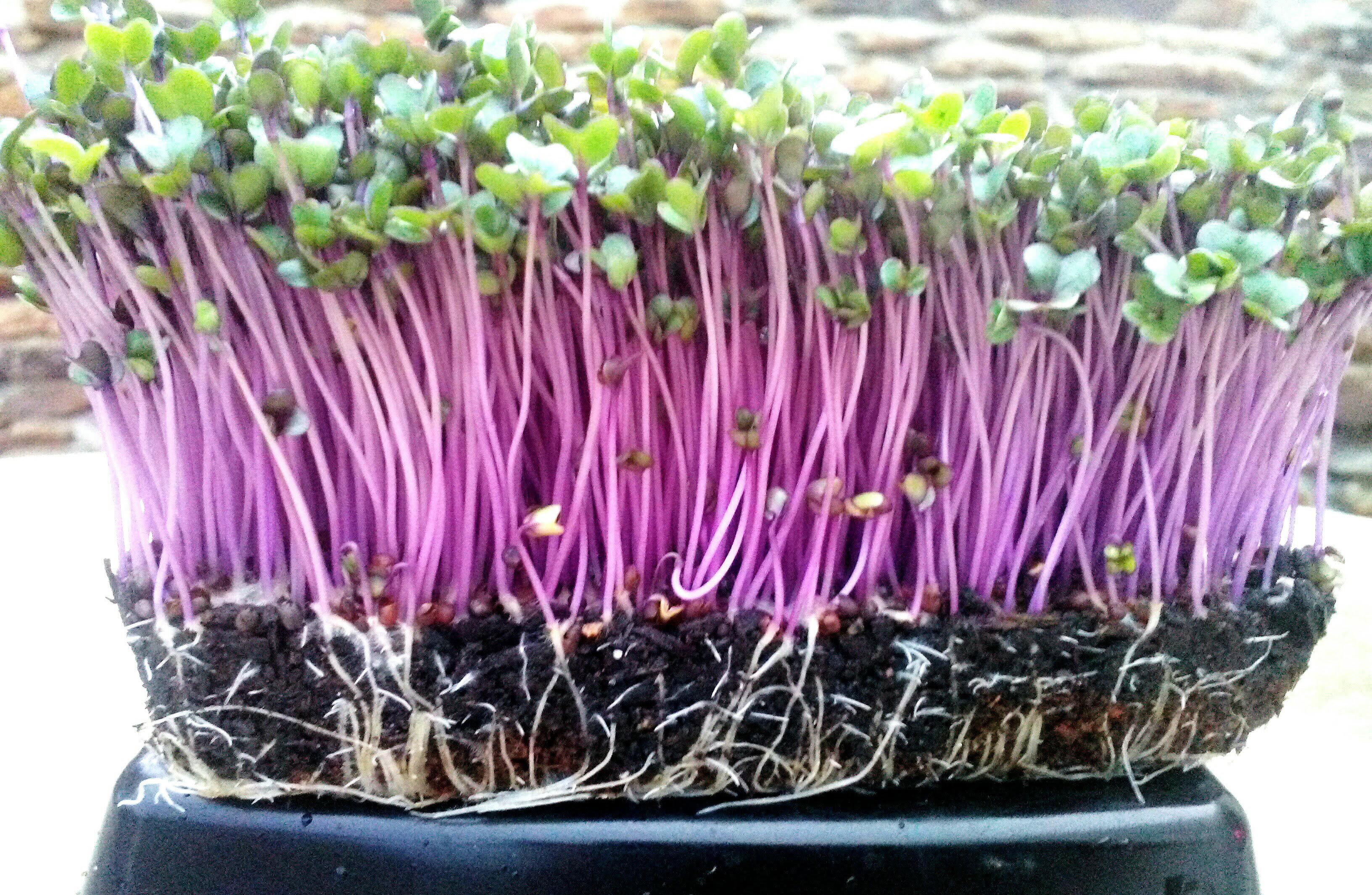 Sunflower Microgreens_2