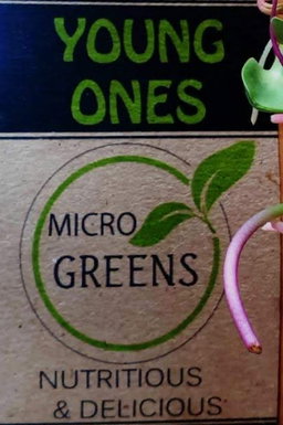 Sunflower Microgreens