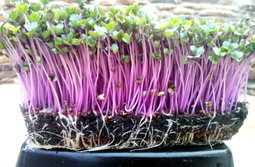 Sunflower Microgreens