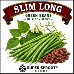 🌱SLIM LONG GREEN BEANS🌱 x 15+ organic seeds