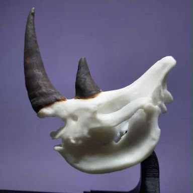 Animal Alphabet Rhino Skull      _1