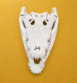 Animal Alphabet Crocodile Skull     