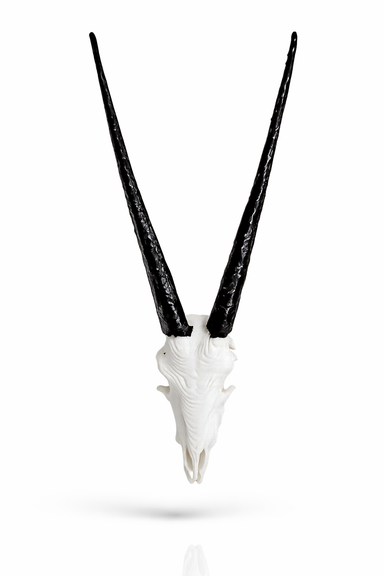 Animal Alphabet Oryx Skull _3