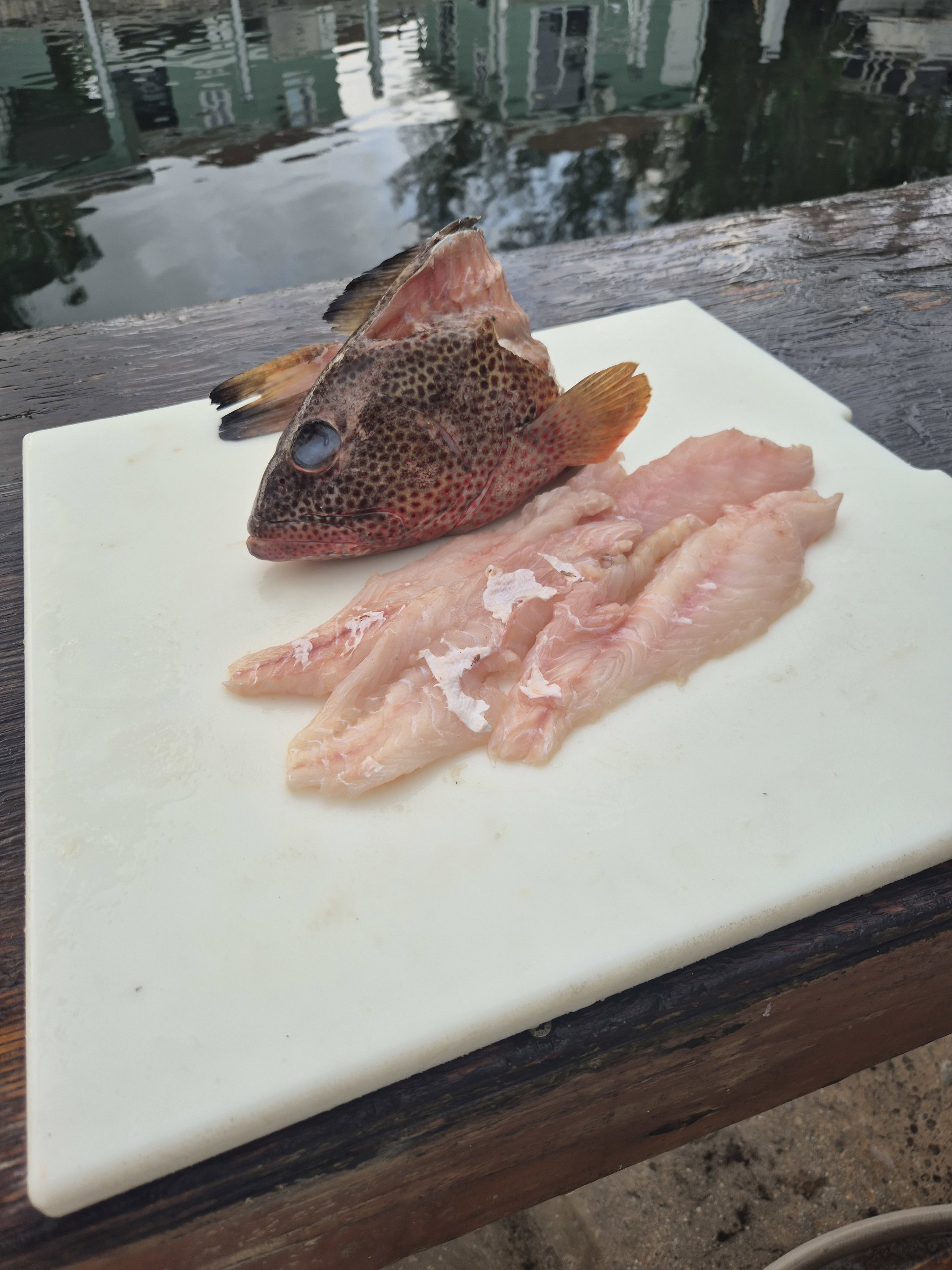 Strawberry Grouper Fillet (2lbs)_5