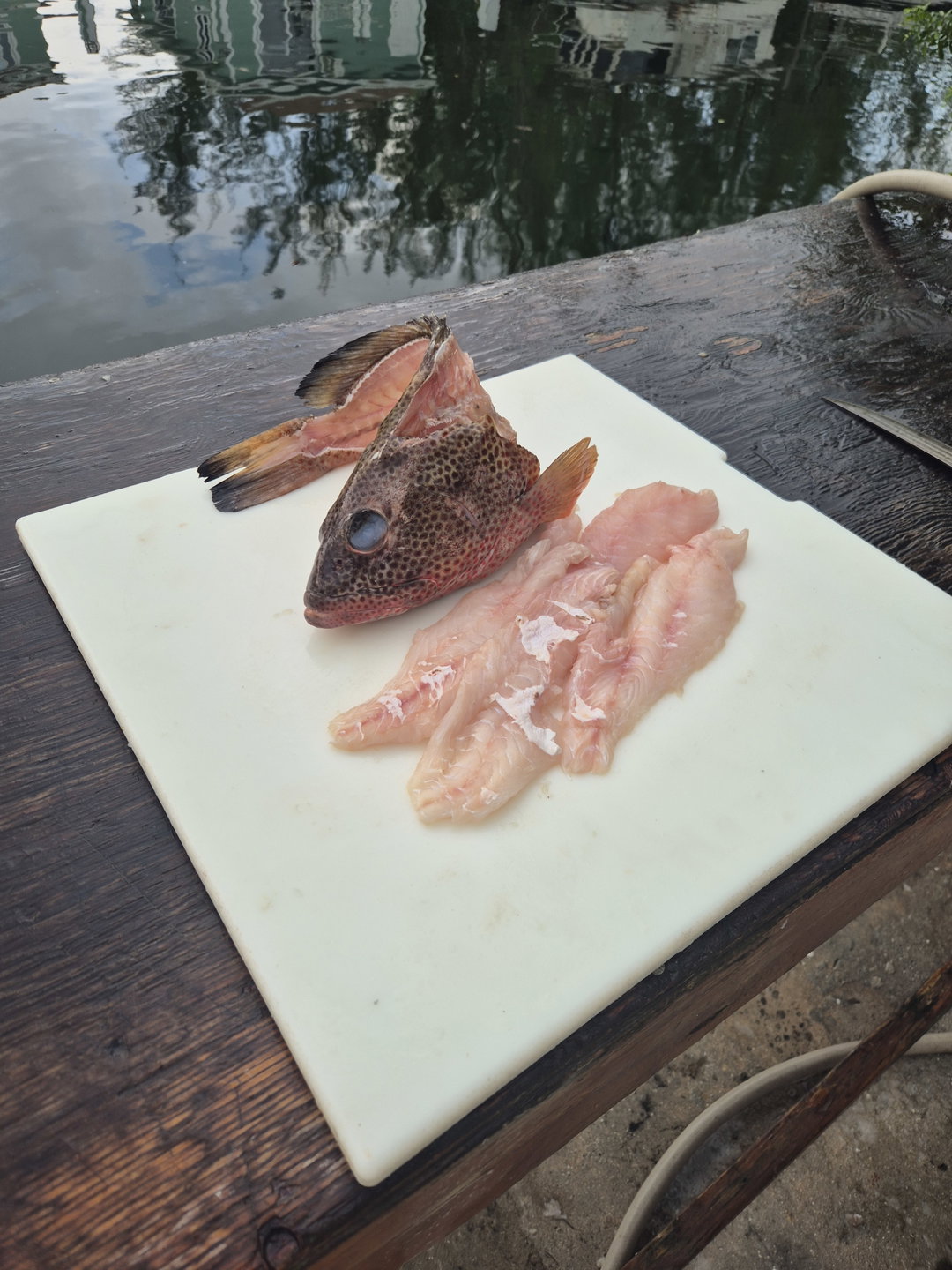 Strawberry Grouper Fillet (2lbs)