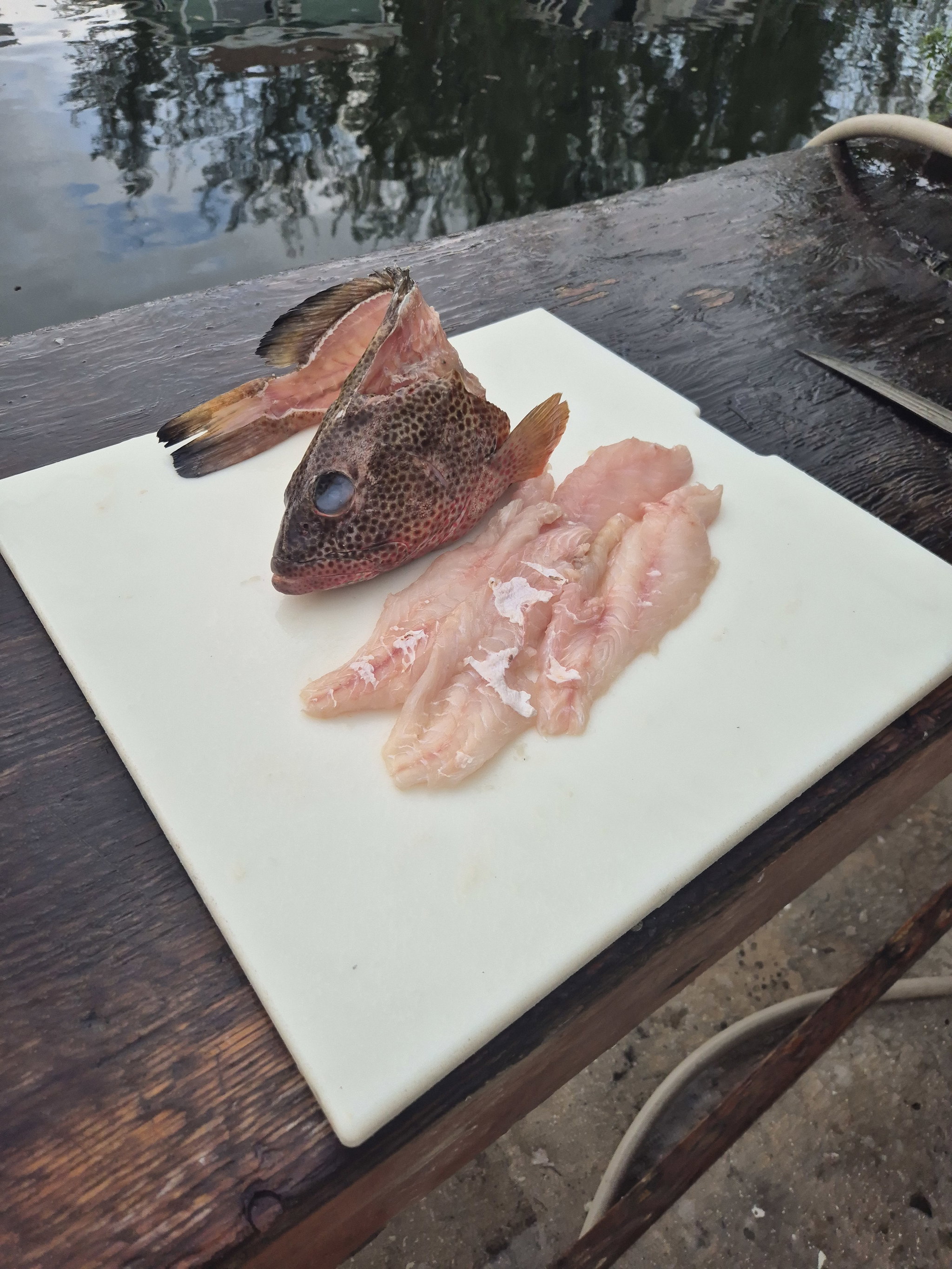 Strawberry Grouper Fillet (2lbs)_1