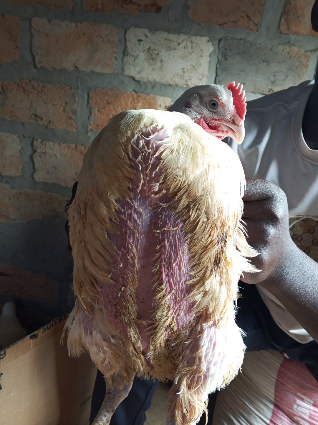 BROILER CHICKENS retail
