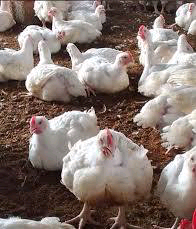 BROILERS (BULK BUYING)_0