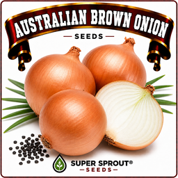 AUSTRALIAN BROWN ONION x 50+ seeds
