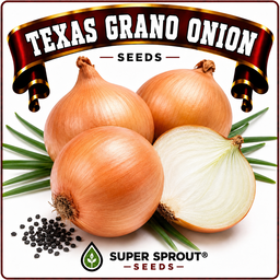 🌱TEXAS GRANO ONION🌱 x 50+ seeds