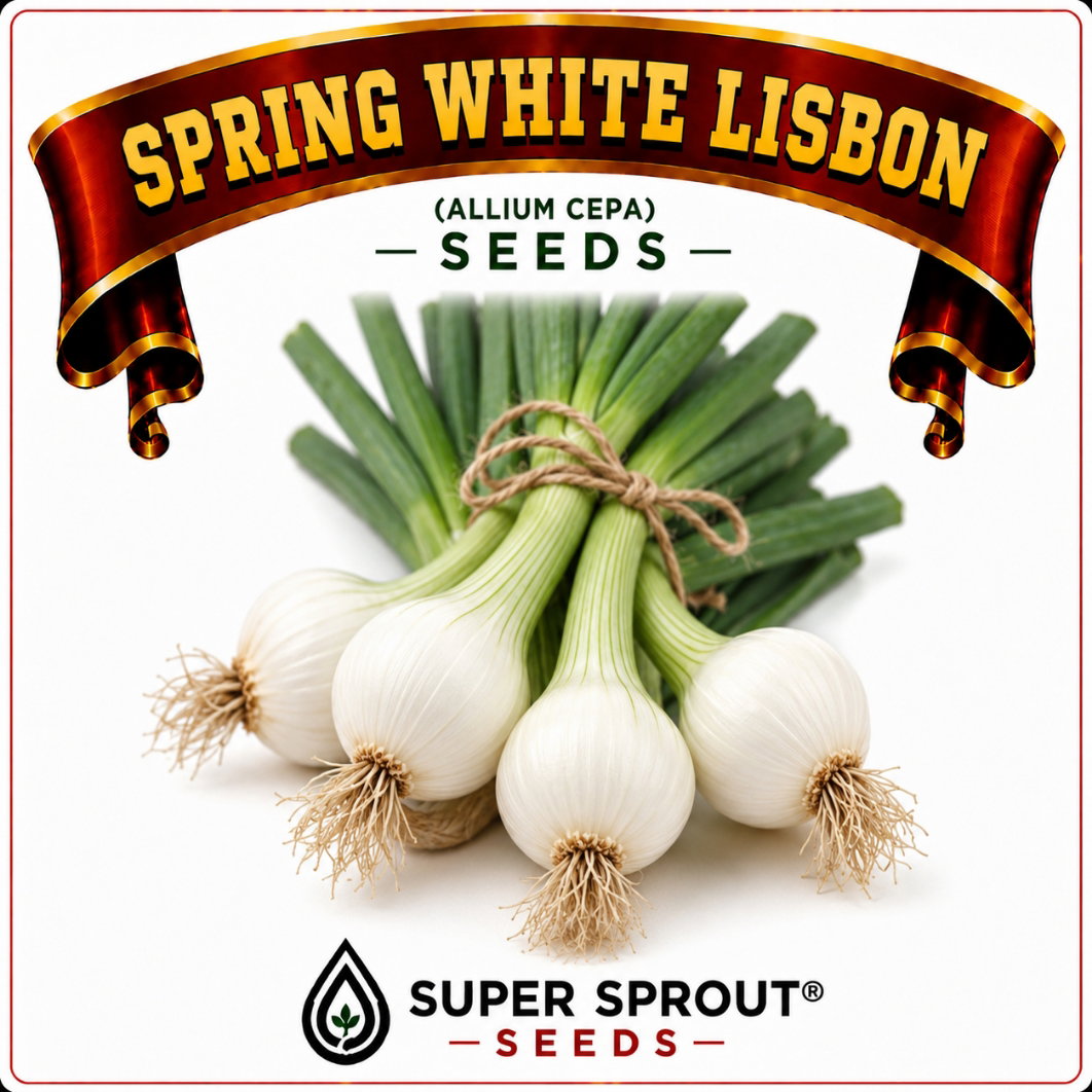 SPRING WHITE LISBON ONION x 50 seeds