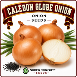 CALEDON GLOBE ONION x 50+ seeds 