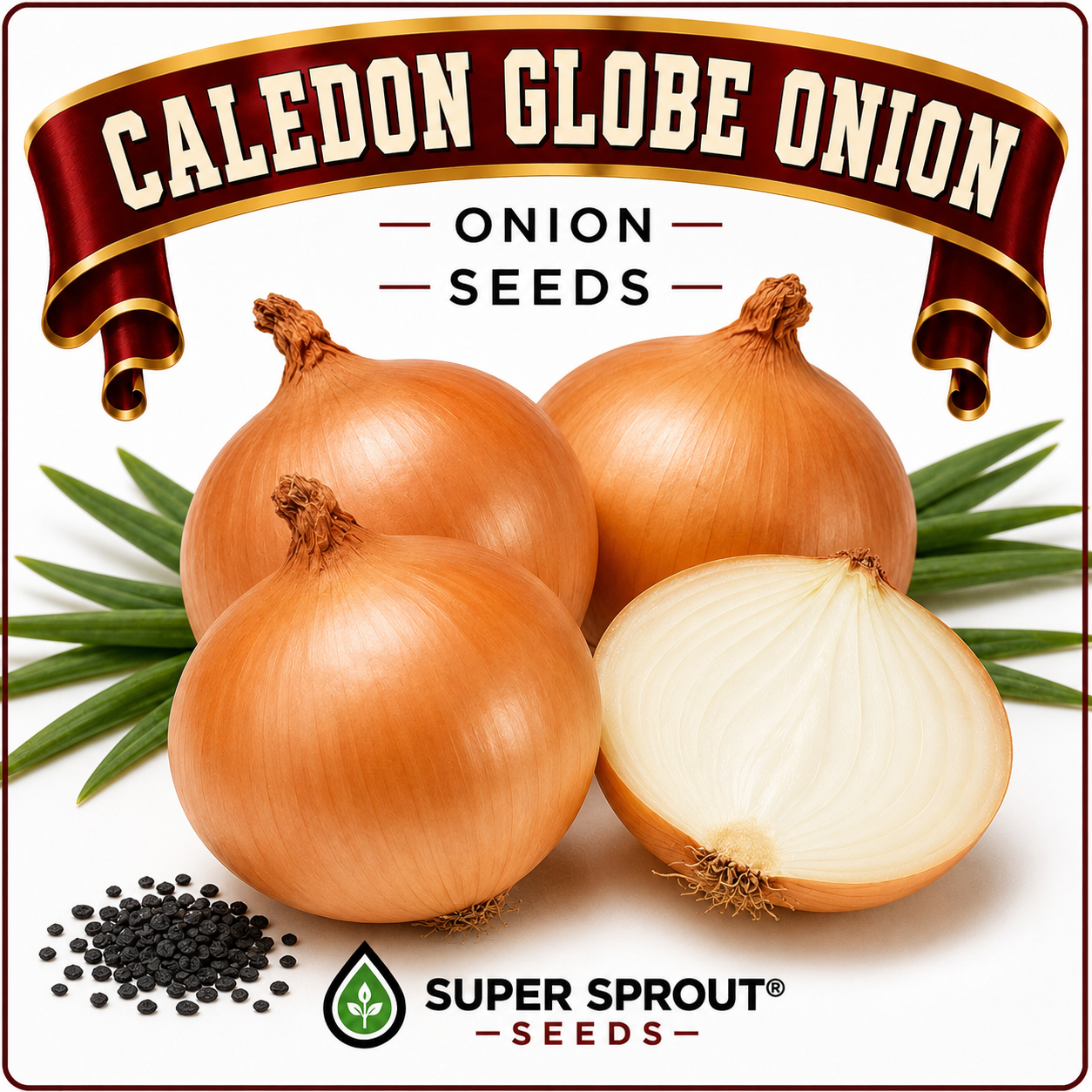 CALEDON GLOBE ONION x 50+ seeds 