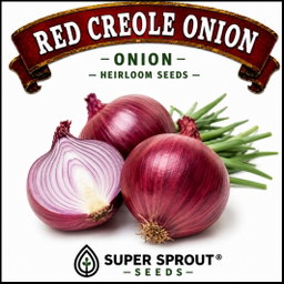 🌱ONION – RED CREOLE🌱 X 50+ SEEDS