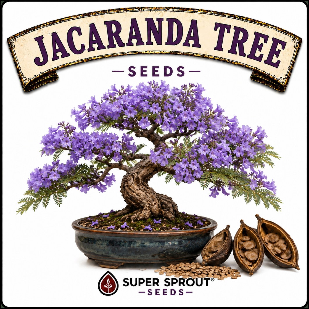 🌳JACARANDA🌳 x 10 seeds