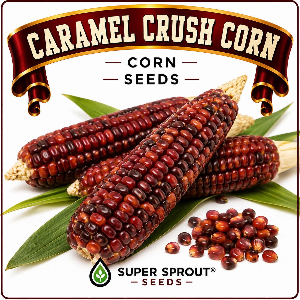 🌽CARAMEL CRUSH MAIZE🌽 x 25 organic seeds