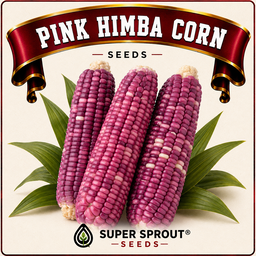 🌽PINK AFRICAN HIMBA CORN🌽 x 25 seeds