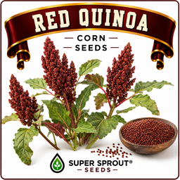 Red quinoa x 50+ seeds 