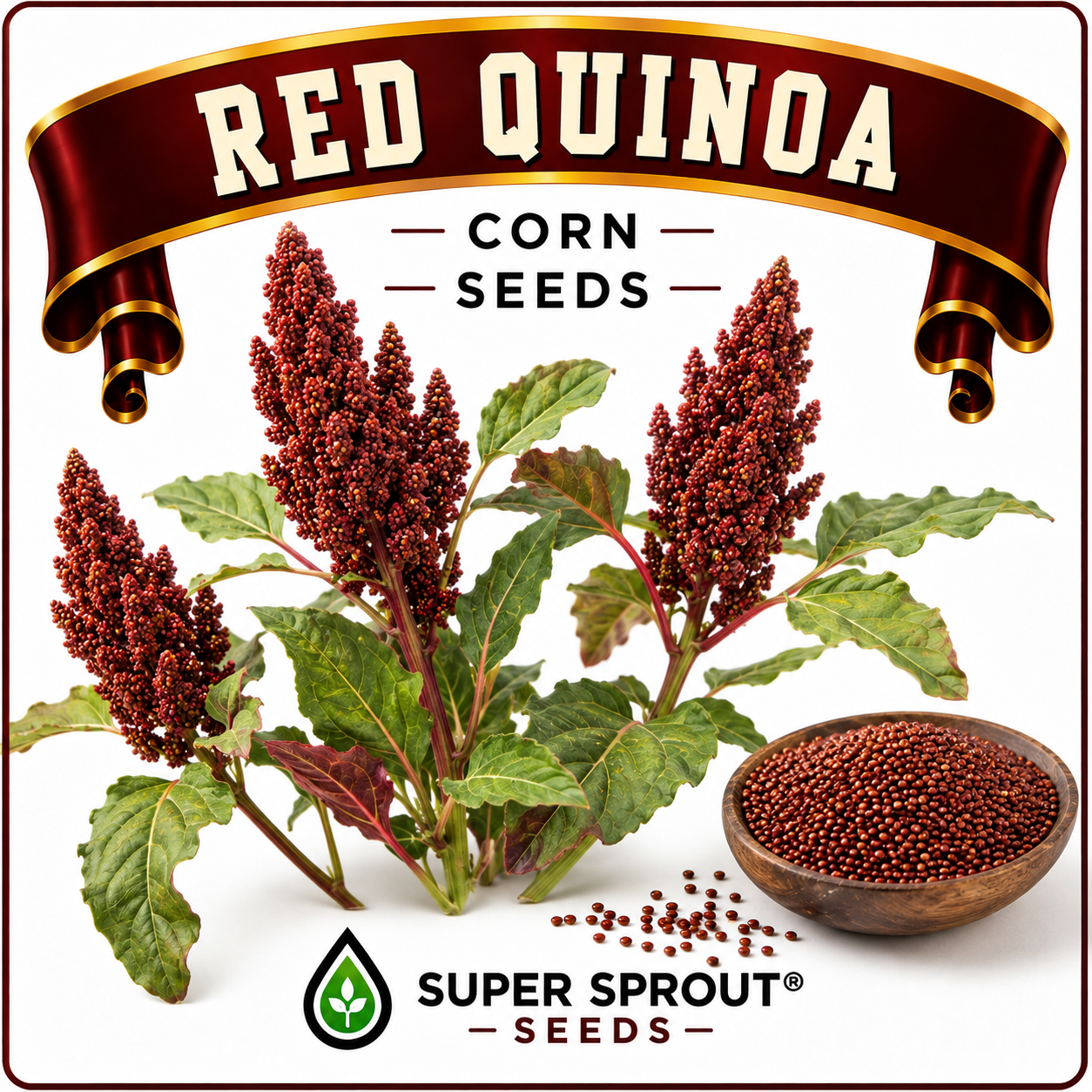 Red quinoa x 50+ seeds _1