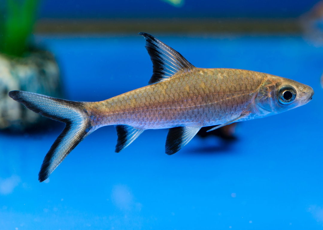 SHARK SILVER / BALA