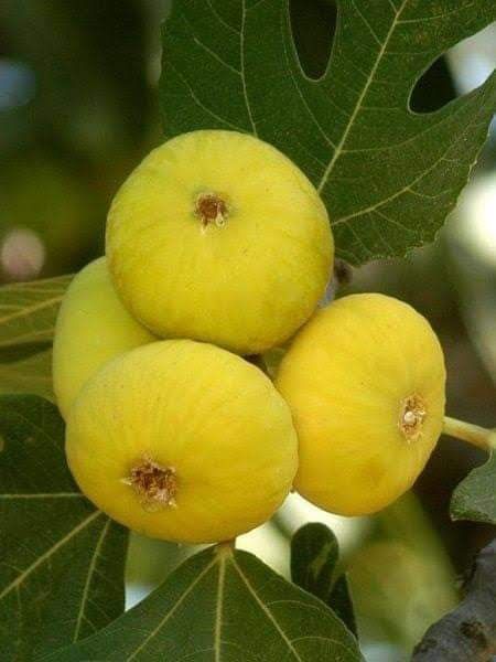 تين اصفر