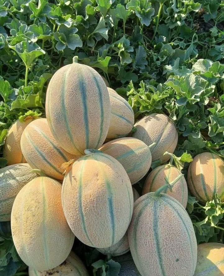 بطيخ ملكي