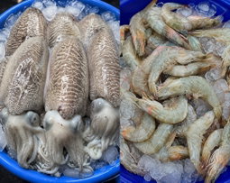 Fresh cuttlefish per 1kilo