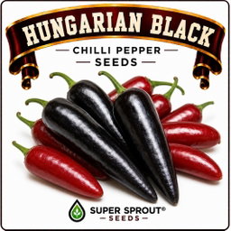 HUNGARIAN BLACK CHILLI PEPPER x 10+ organic seeds