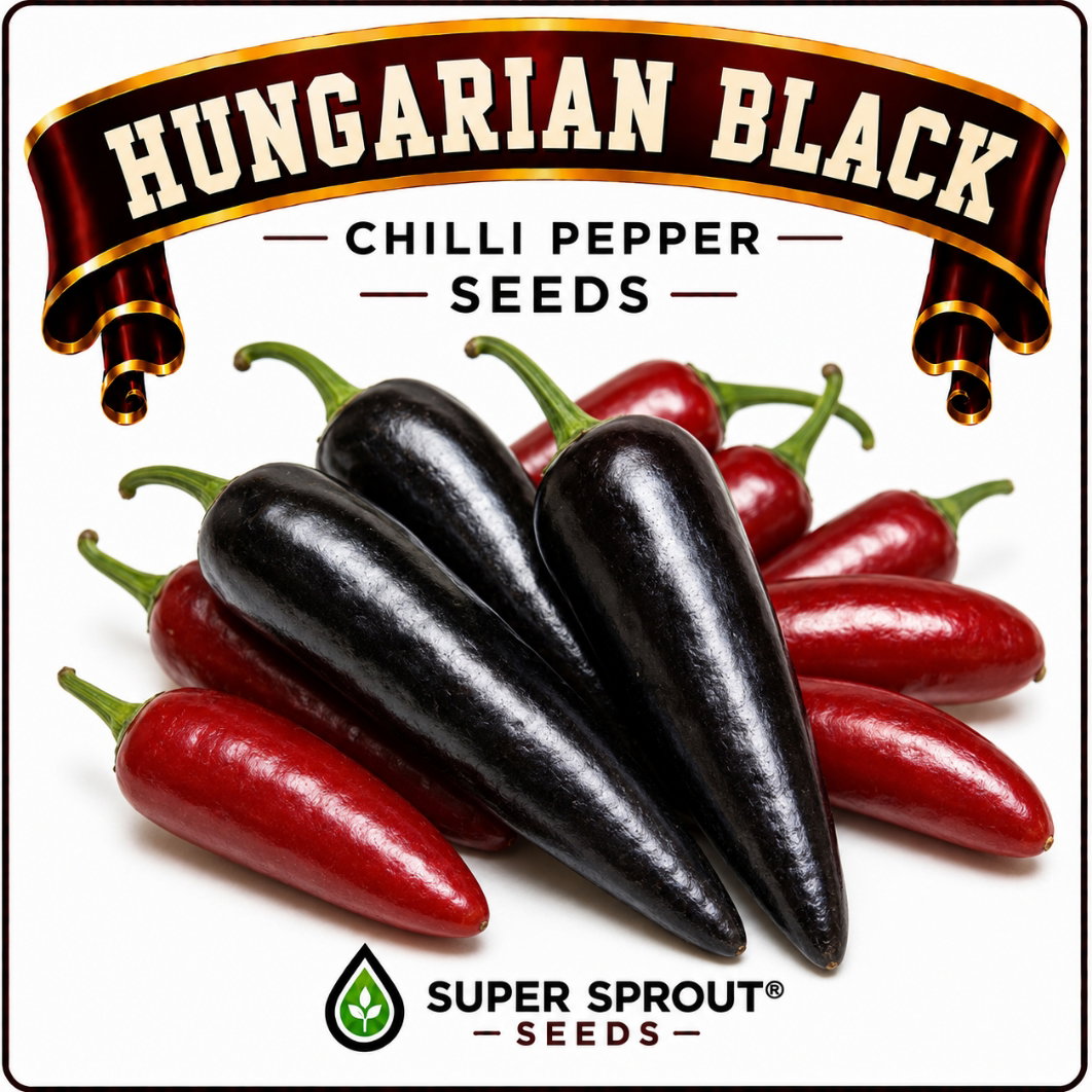 HUNGARIAN BLACK CHILLI PEPPER x 10+ organic seeds