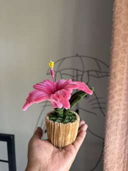 Hibiscus flower pot