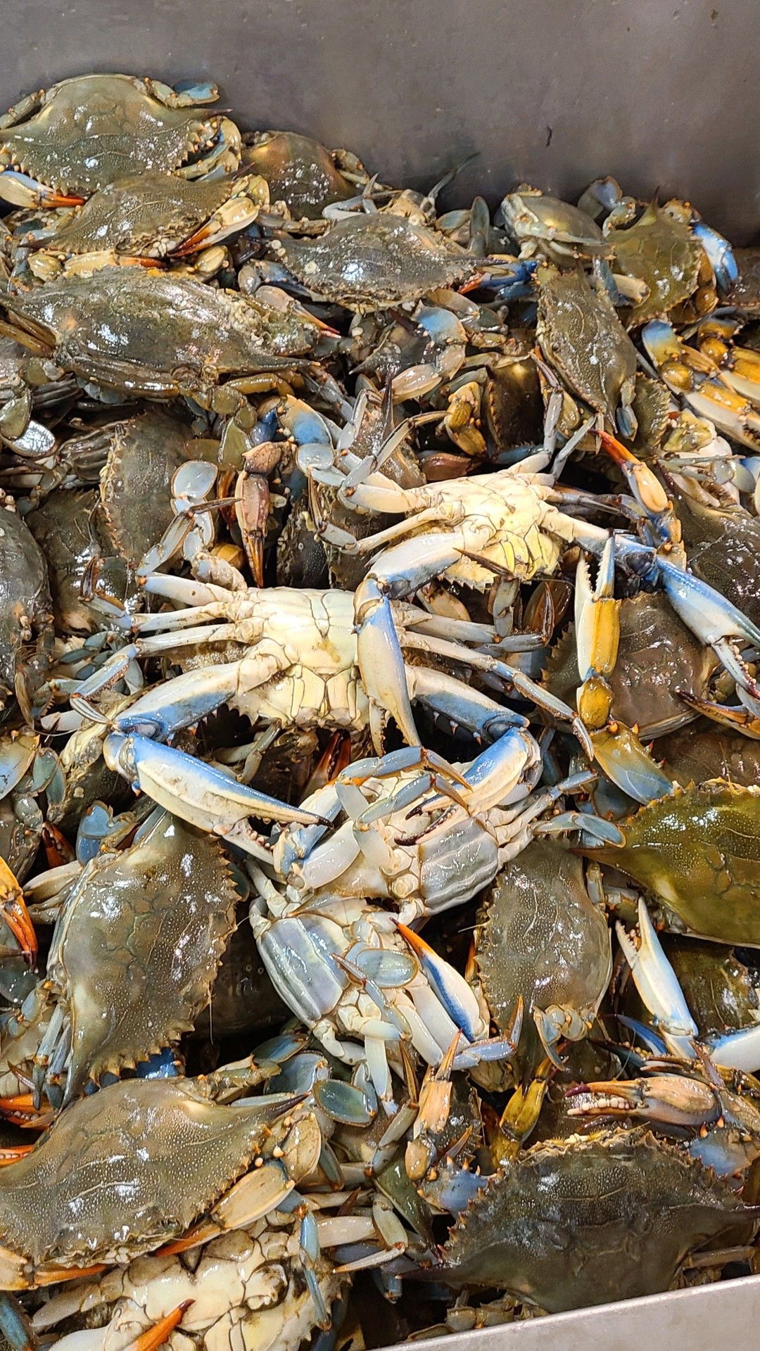 Crab