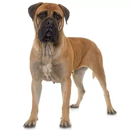 ANIMALS & PETS