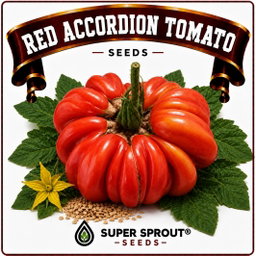 🍅ACCORDION RED TOMATO🍅 x 10 seeds