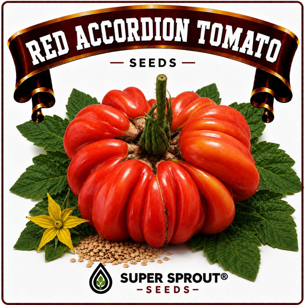 🍅ACCORDION RED TOMATO🍅 x 10 seeds_1