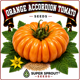 🍅ORANGE ACCORDION TOMATO🍅 x 10 organic seeds