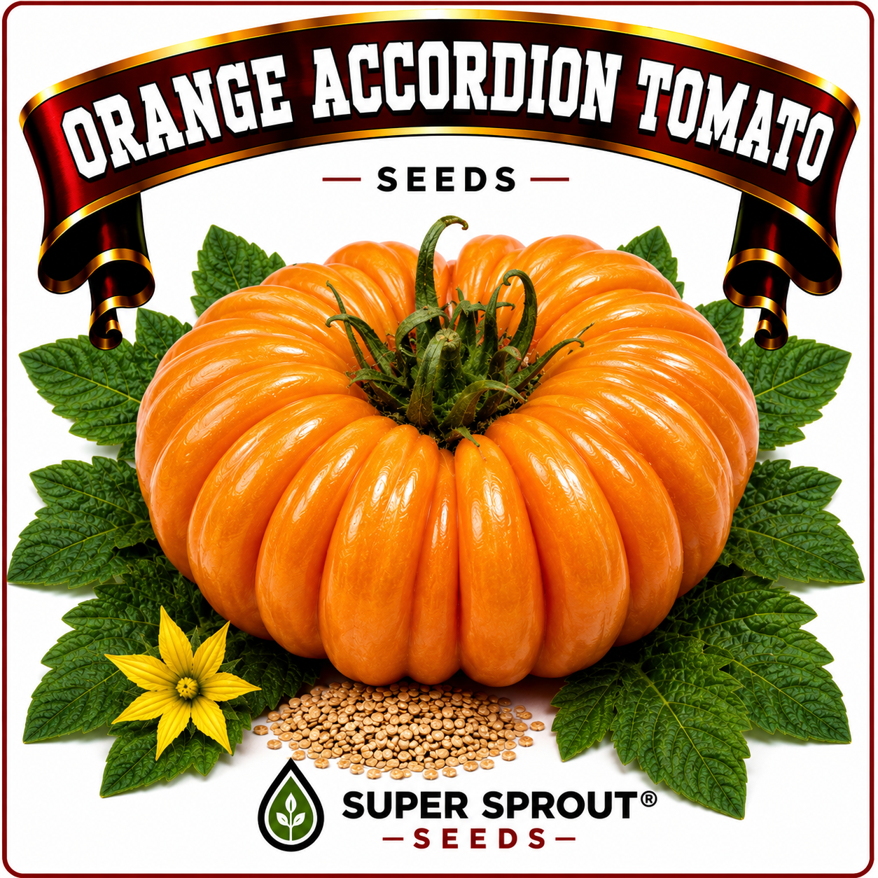 🍅ORANGE ACCORDION TOMATO🍅 x 10 organic seeds_1